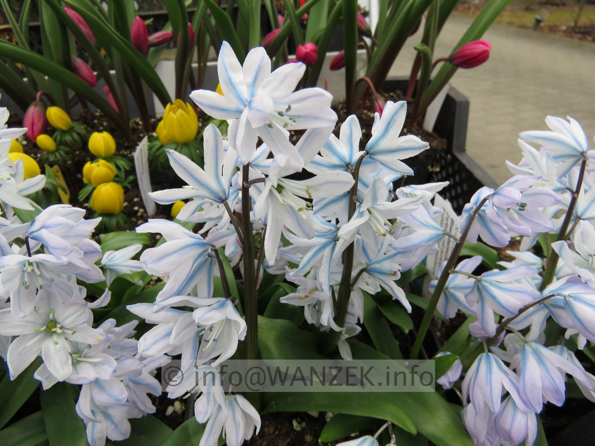 Scilla mischtschenkoana.JPG